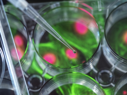 [SA-CAS9-82] Fluorescent Tachykinin Receptor 3 Internalization Assay Cell Line